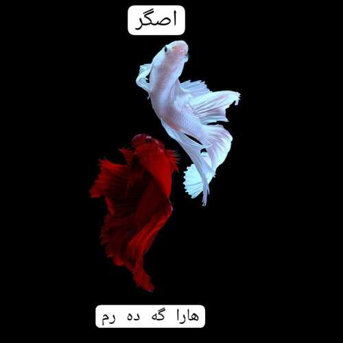 اصگر هارا گه ده رم